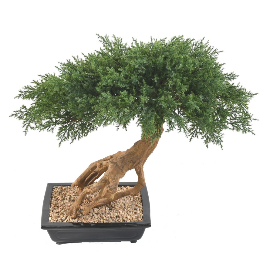 BONSAI JUNIPERUS IN SECTION