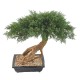 BONSAI JUNIPERUS IN SECTION