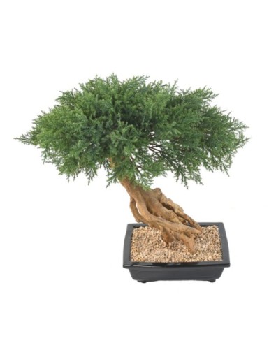 BONSAI JUNIPERUS IN SECTION