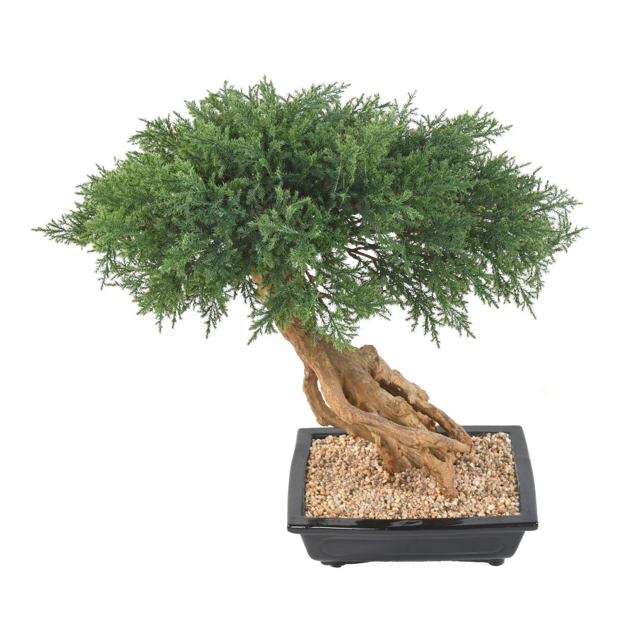 BONSAI JUNIPERUS IN SECTION