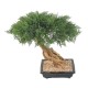 BONSAI JUNIPERUS IN SECTION