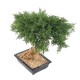 BONSAI JUNIPERUS IN SECTION