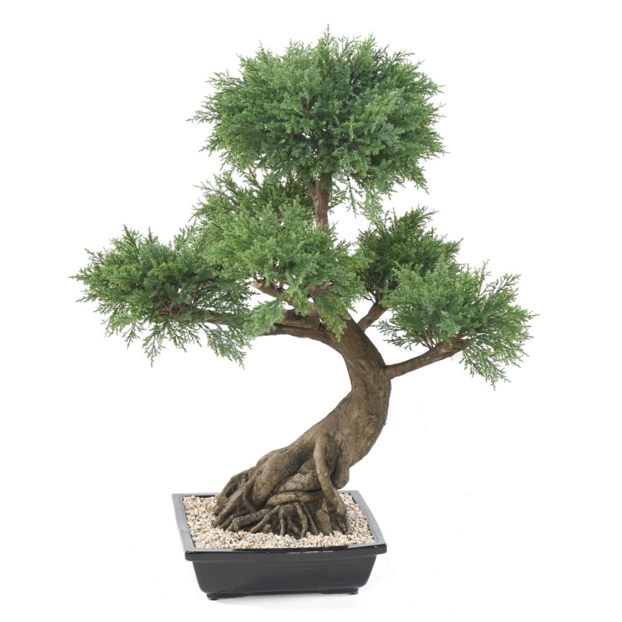 BONSAI JUNIPERUS IN SECTION