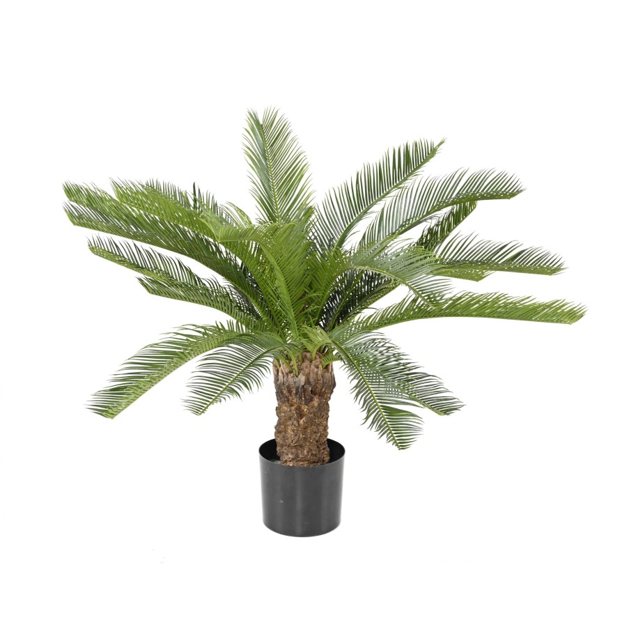 CYCAS TRONC