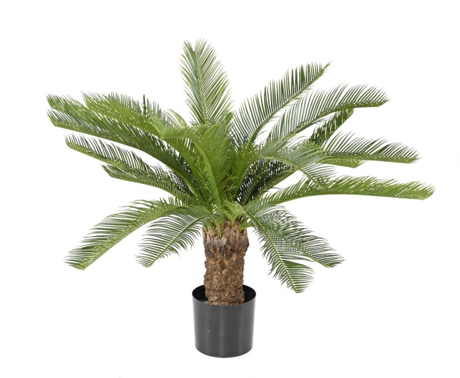 CYCAS TRONC