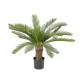 TRONC CYCAS