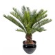 CYCAS TRONC