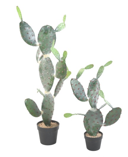 CACTUS OPUNTIA