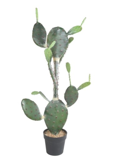 CACTUS OPUNTIA