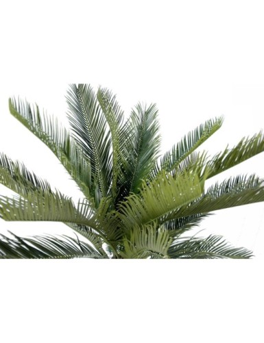 CYCAS TRONC