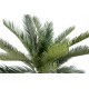 TRONC CYCAS