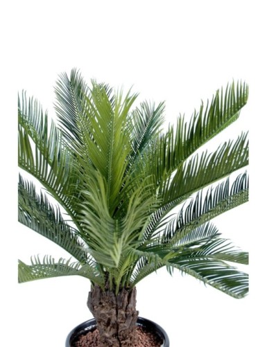 TRONC CYCAS