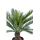 TRONC CYCAS