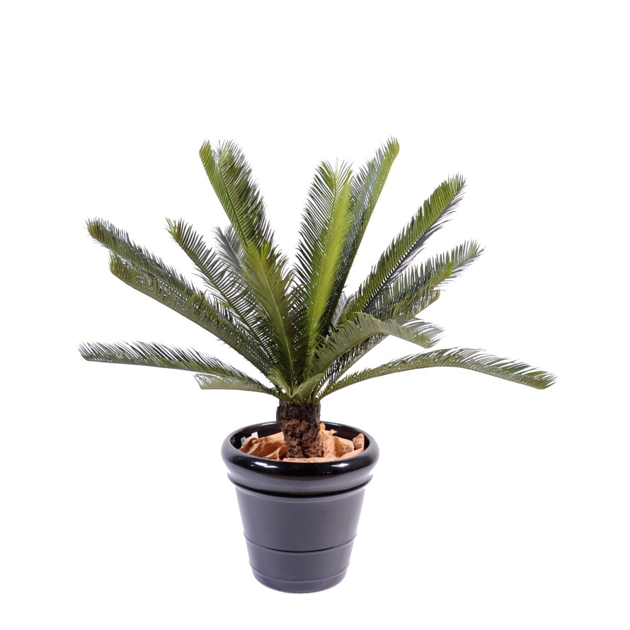 CYCAS TRONC