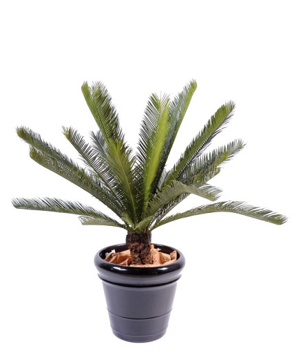 CYCAS TRONC