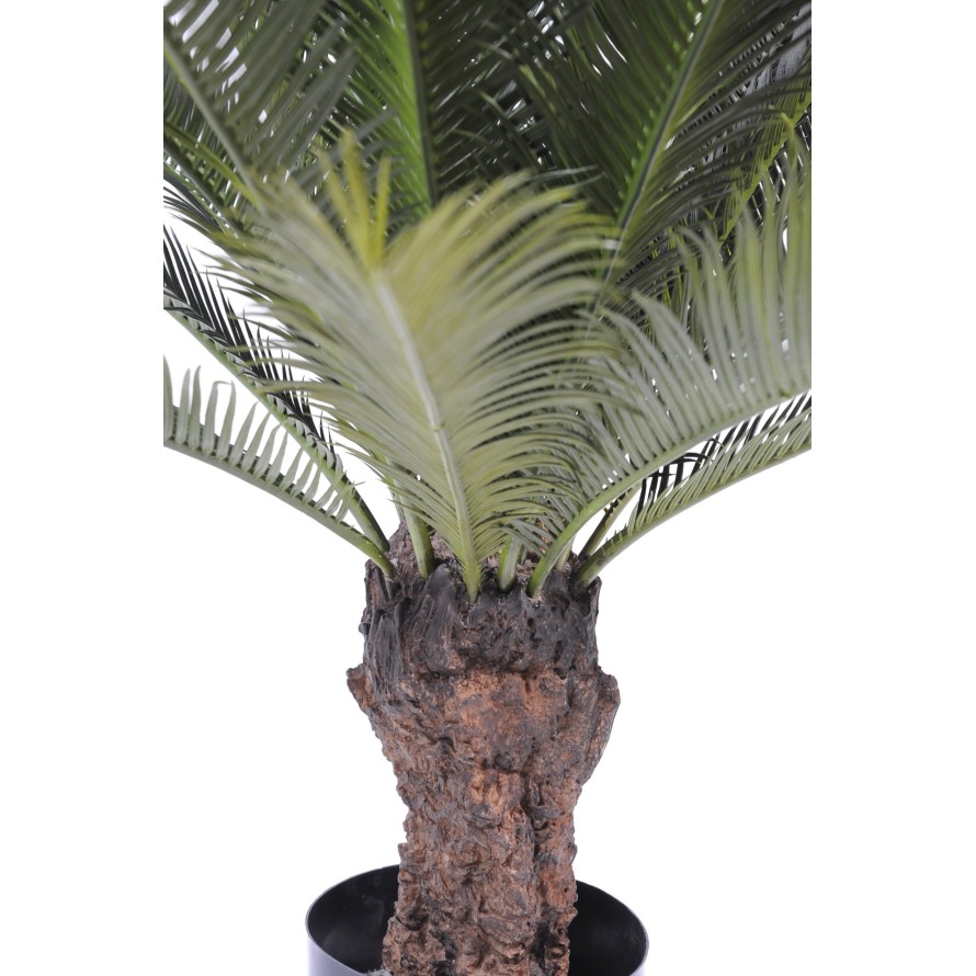 TRONC CYCAS