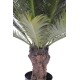 CYCAS TRONC