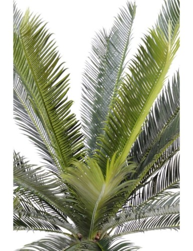 CYCAS TRONC