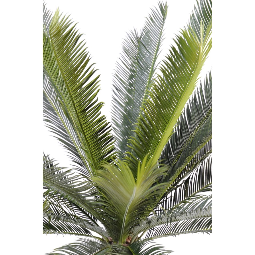 TRONC CYCAS