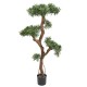 PODOCARPUS NUAGE UV