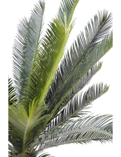 TRONC CYCAS