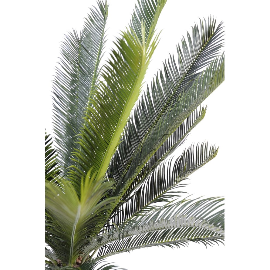 TRONC CYCAS