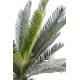 CYCAS TRONC