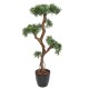 PODOCARPUS NUAGE UV