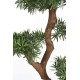 PODOCARPUS NUAGE UV