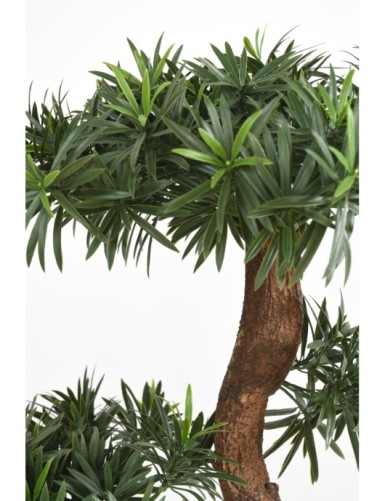 PODOCARPUS NUAGE UV