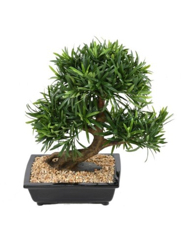 BONSAÏ PODOCARPUS EN COUPE