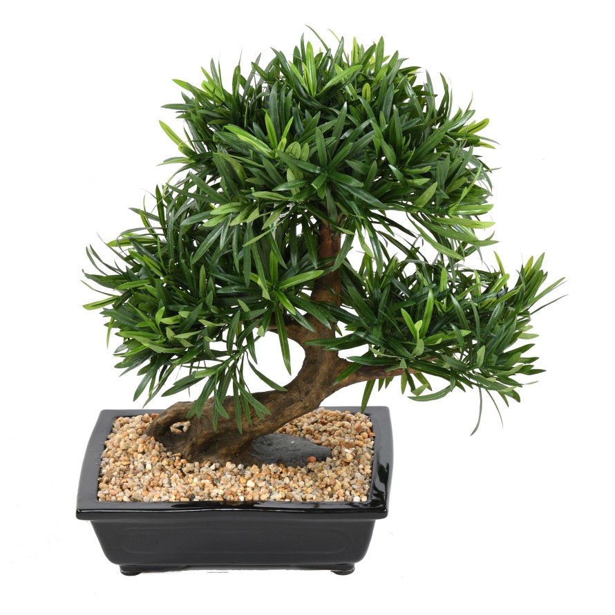 BONSAÏ PODOCARPUS EN COUPE