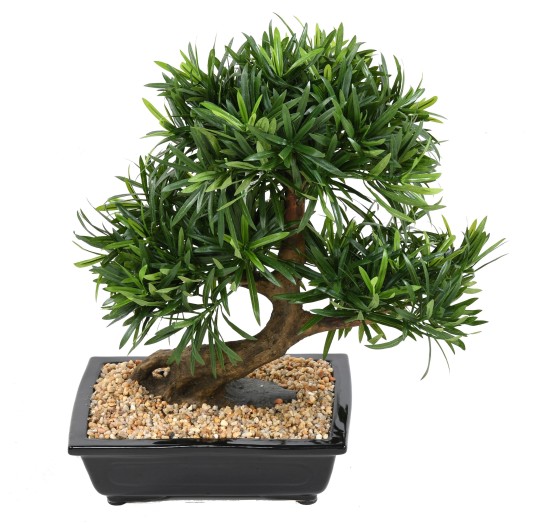 BONSAÏ PODOCARPUS EN COUPE