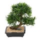 BONSAI PODOCARPUS IN SECTION