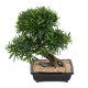 BONSAÏ PODOCARPUS EN COUPE