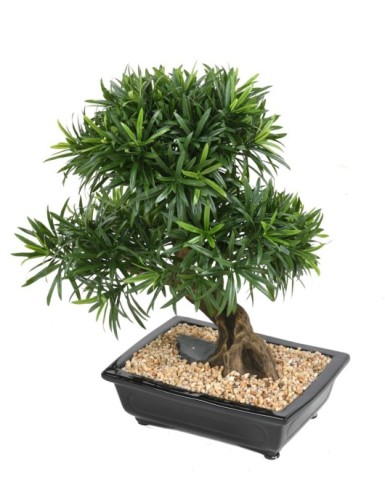 BONSAÏ PODOCARPUS EN COUPE