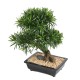 BONSAÏ PODOCARPUS EN COUPE