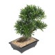 BONSAÏ PODOCARPUS EN COUPE