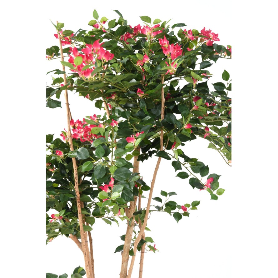 BOUGAINVILLEA ROOT