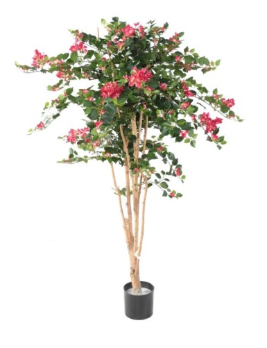 BOUGAINVILLEA ROOT