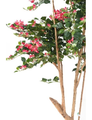 BOUGAINVILLEA ROOT