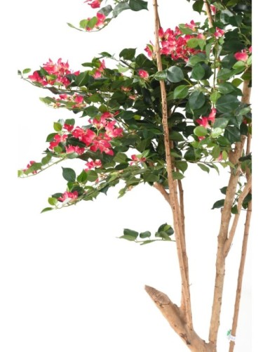 BOUGAINVILLEE ROOT