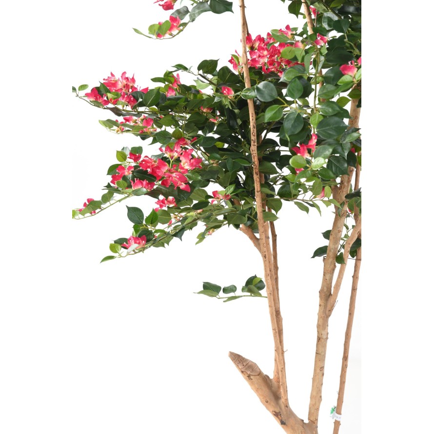 BOUGAINVILLEA ROOT