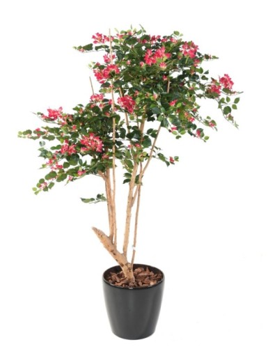 BOUGAINVILLEA ROOT