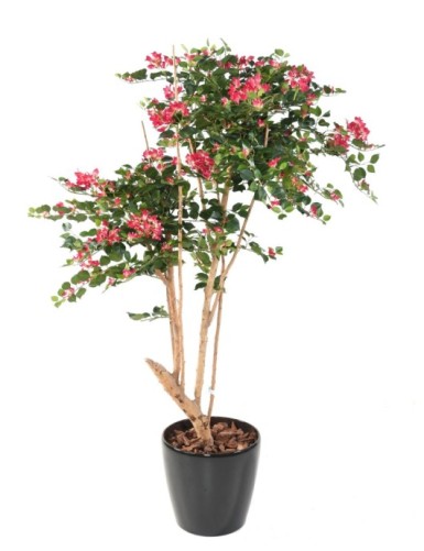 BOUGAINVILLEE ROOT