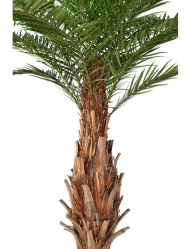 CANARY PALM