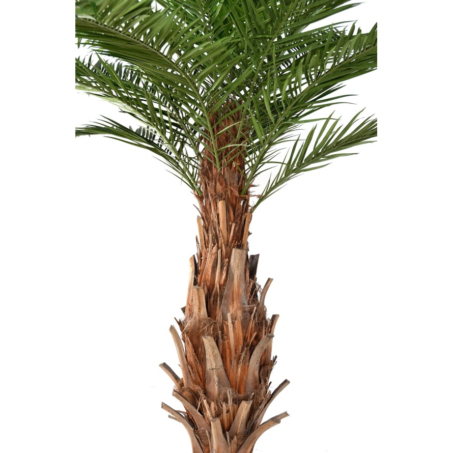 CANARY PALM