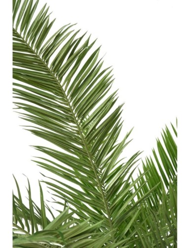 CANARY PALM