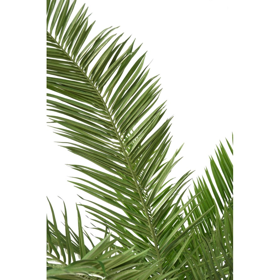 CANARY PALM