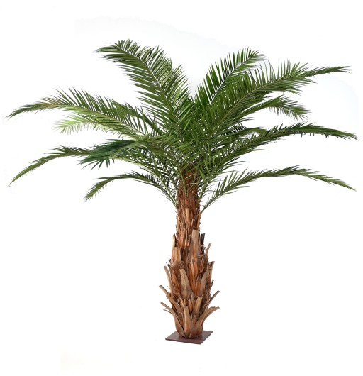 CANARY PALM